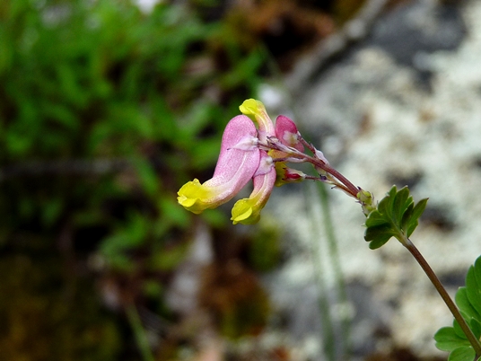 {Capnoides sempervirens}